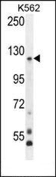 PCDHGA8 antibody
