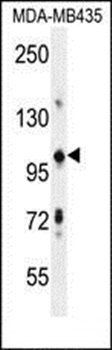 TRIM33 antibody