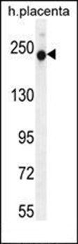 RUSC2 antibody