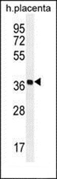 OR5AS1 antibody