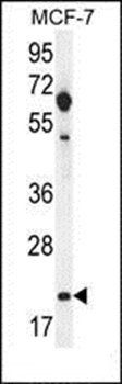 hCG_1646420 antibody