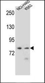 PCDHA9 antibody
