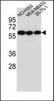 CHRNA10 antibody