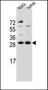 HMG1L10 antibody