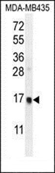 UNQ6493 antibody