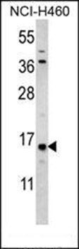 HIST3H3 antibody