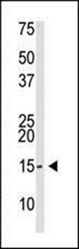 SUMO2/3 antibody