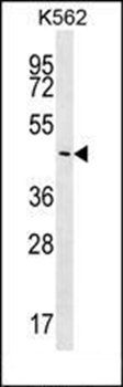 PLCXD2 antibody