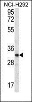 OR51L1 antibody