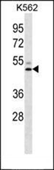 LIPC antibody