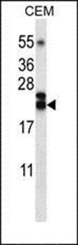 TNFSF4 antibody