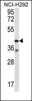 F2RL2 antibody