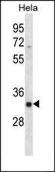 SFRS7 antibody