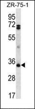 PDCD1LG2 antibody