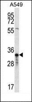 OR4F5 antibody