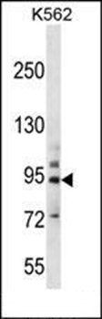 PCDHB14 antibody