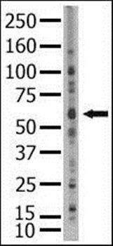 SENP2 antibody