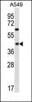C109B antibody