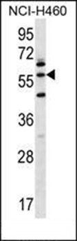 LETM2 antibody