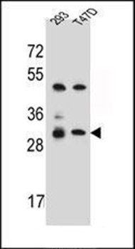 OR4P4 antibody