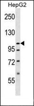 SLC12A7 antibody