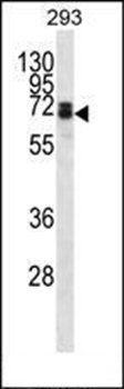 DLL3 antibody