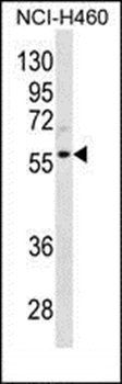 CCNL2 antibody