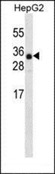 ANR46 antibody