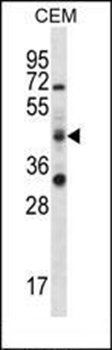 RBM42 antibody