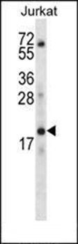 KRTAP13-3 antibody