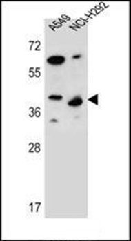 LRRC67 antibody