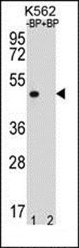 OR8K3 antibody