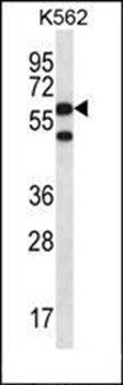 CCT8 antibody