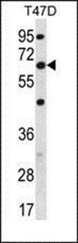 FA83D antibody