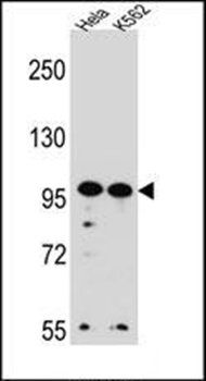 WDR3 antibody