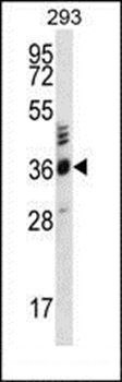OR2T27 antibody
