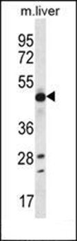 EEF1A2 antibody