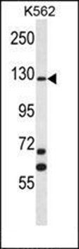 MCF2 antibody