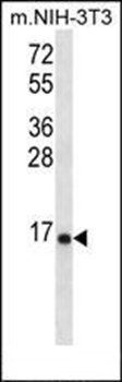 RPL23 antibody
