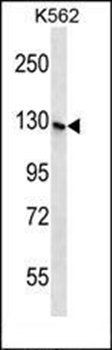 S3TC1 antibody