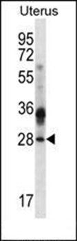 CIB4 antibody