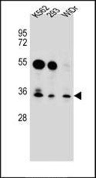 GLIPR1L2 antibody