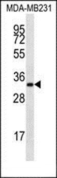 LIX1L antibody