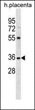 OR5AN1 antibody