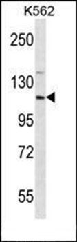 EIF3CL antibody