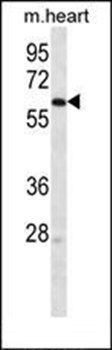 LINGO4 antibody