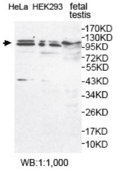 Anti-USP29 Antibody