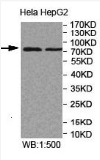 Anti-MPEG1 Antibody