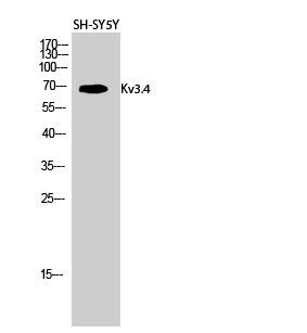 Kv3.4 Polyclonal Antibody