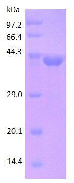 SERPINA 1 protein